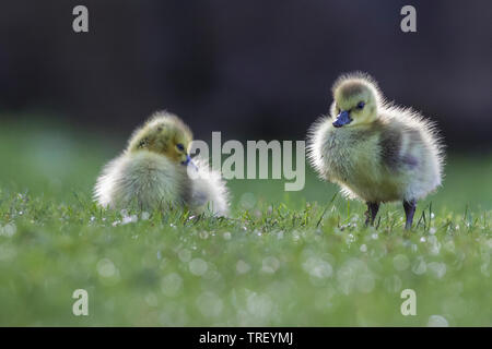 Cute Kanadagans Babys Stockfoto