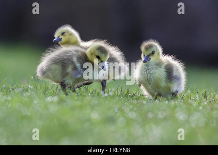 Cute Kanadagans Babys Stockfoto