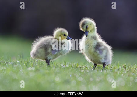 Cute Kanadagans Babys Stockfoto