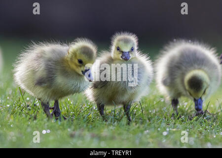 Cute Kanadagans Babys Stockfoto