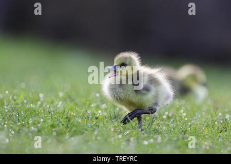 Cute Kanadagans Babys Stockfoto
