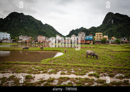 Landschaft um Phong Nha, Vietnam, buffalo Beweidung auf dem Feld Stockfoto