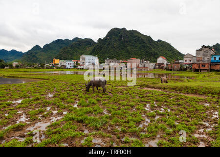 Landschaft um Phong Nha, Vietnam, buffalo Beweidung auf dem Feld Stockfoto