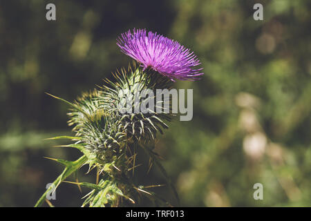 stachelige Distel blühenden Nahaufnahme Outdoor-horizontal Stockfoto