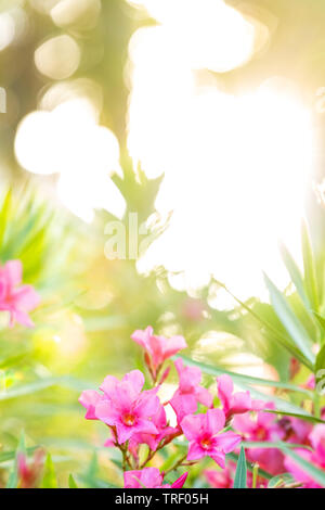 Eine Nahaufnahme von einigen violetten Blüten in Mexiko mit einer schönen unscharfen Hintergrund und am Morgen die Sonne durch die Bäume hinter ihnen glänzen. Stockfoto