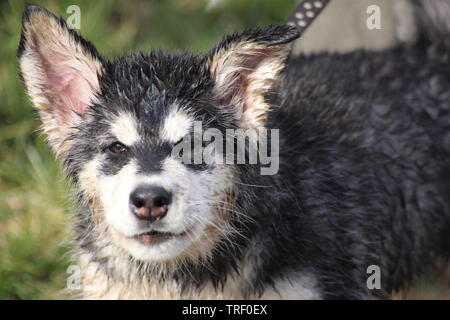 Ein nasser Alaskan Malamute Welpen Stockfoto