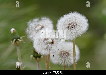 Löwenzahn ist über blühen, nur flauschige Saatgut Kugeln werden Links Stockfoto