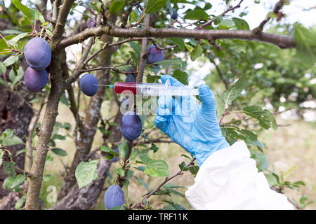 Obst mit künstlichen Farbe gefärbt, die Behandlung von Früchten mit gefährlichen Chemikalien Stockfoto