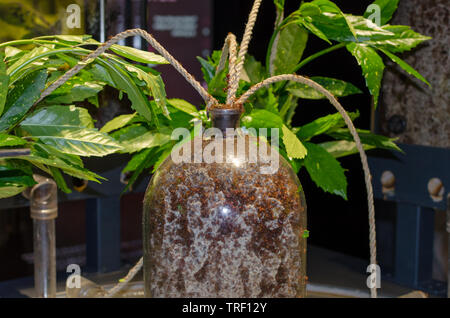 Ameisenhaufen in einem die transparente Flasche. Isolierte ant Haus im Museum Stockfoto