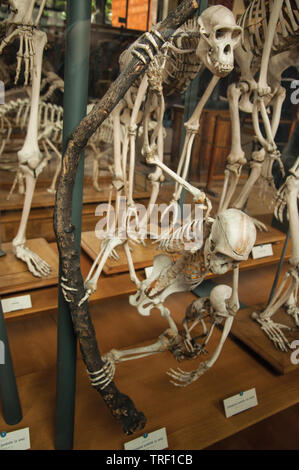 Primaten Skelette in der Galerie der Paläontologie und vergleichende Anatomie in Paris. Einer der kulturellen Zentrum der eindrucksvollsten Welt in Frankreich. Stockfoto