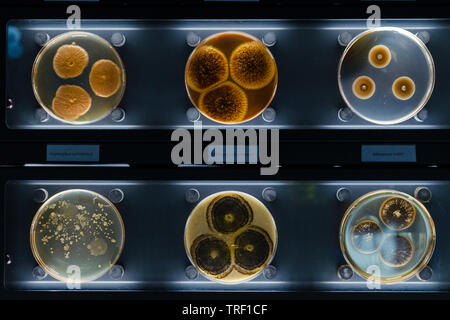 Verschiedene Proben mit Arten von Bakterien leben im gemeinsamen Haushalt Einzelteile. alternaria arborescens, monascus ruber, ASPERGILLUS OCHRACEUS. Hintergrund Stockfoto