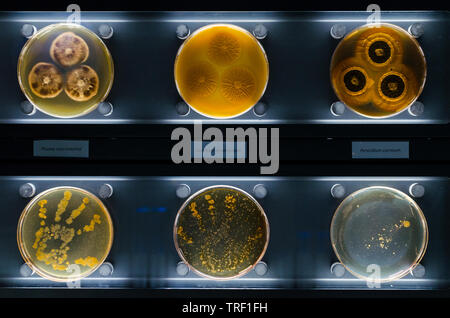 Verschiedene Proben mit Arten von Bakterien leben im gemeinsamen Haushalt - phoma Macrostoma, eurotium amstelodoni, Penicillium carneum. Stockfoto