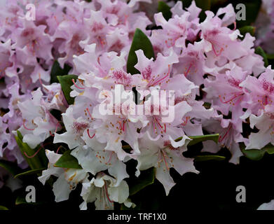 Schöne Rhododendron mit viel rosa Blüten. Close Up. Stockfoto