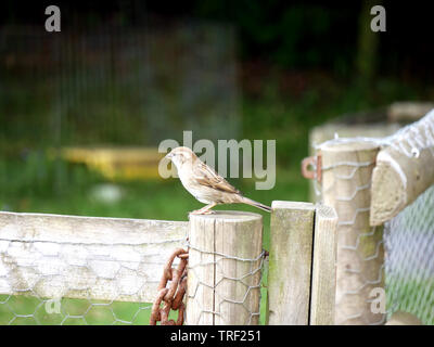 Weibliche Haus Sparrow-Passer domesticus thront auf einem hölzernen Gartenzaun post Stockfoto