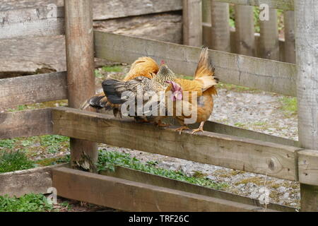Drei Hühner an einem Zaun Stockfoto