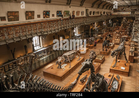Prähistorische Skelette in der Galerie der Paläontologie und der vergleichenden Anatomie in Paris. Einer der kulturellen Zentrum der eindrucksvollsten Welt in Frankreich. Stockfoto