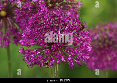 Allium Blume mit Bienen close-up Stockfoto