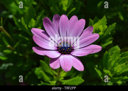 Osteospermum 'Serenity Pink' Stockfoto