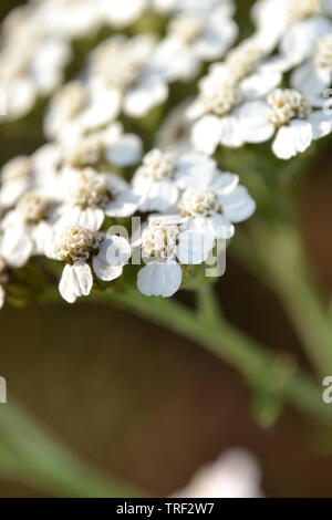 Schafgarbe, Achillea millefolium Stockfoto