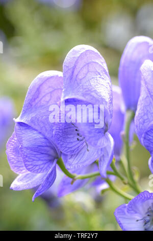 Aconitum carmichaelii, Chinesisch Eisenhut. Stockfoto