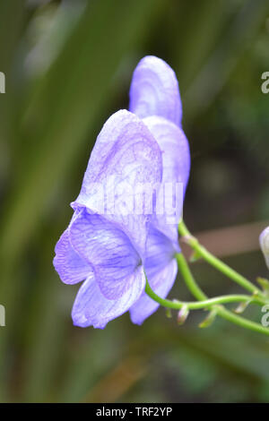 Aconitum carmichaelii, Chinesisch Eisenhut. Stockfoto