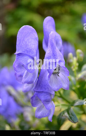 Aconitum carmichaelii, Chinesisch Eisenhut. Stockfoto