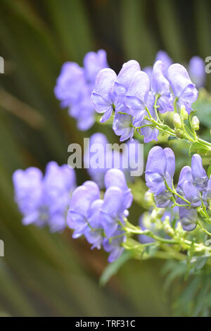 Aconitum carmichaelii, Chinesisch Eisenhut. Stockfoto