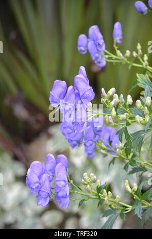 Aconitum carmichaelii, Chinesisch Eisenhut. Stockfoto