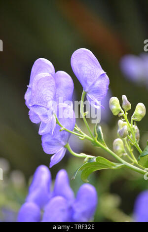 Aconitum carmichaelii, Chinesisch Eisenhut. Stockfoto