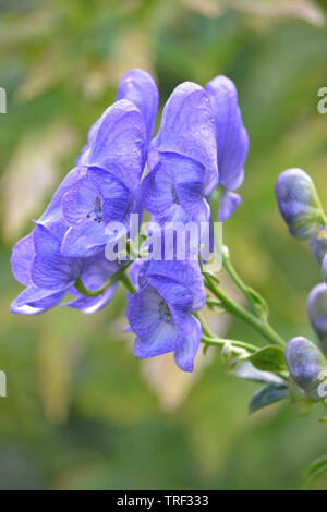 Aconitum carmichaelii, Chinesisch Eisenhut. Stockfoto