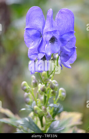 Aconitum carmichaelii, Chinesisch Eisenhut. Stockfoto