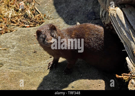 Eine wilde Mink 'Mustela Couture", als er von unter Treibholz an der Küste von Vancouver Island entsteht Stockfoto