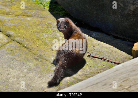 Eine wilde Mink 'Mustela Couture", wie er unter Treibholz an der Küste von Vancouver Island entsteht Stockfoto