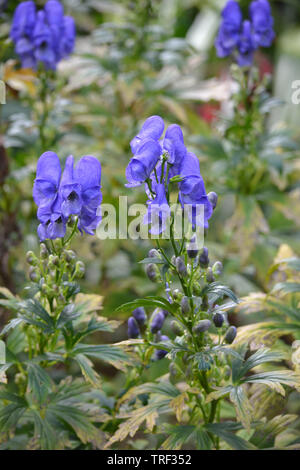 Aconitum carmichaelii, Chinesisch Eisenhut. Stockfoto