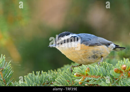 Ein rotreihiger Nuthatch 'Sitta canadensis', der an einem Fichtenbaum-Zweig im ländlichen Alberta Kanada spaziert Stockfoto