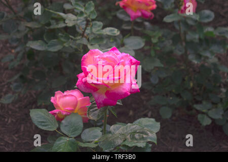 Mehrere große rosa Rosen durch dunkelgrüne Blätter umgeben Stockfoto