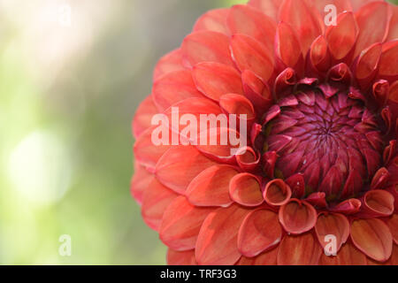 Dahlie 'Jowey Winnie', ein pompon Vielfalt. Stockfoto