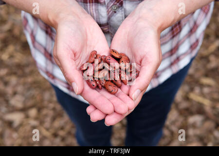 Kaukasische Frau mit Samen Prunkbohne Enorma'' Werk in offenen Hände. Stockfoto