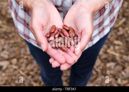 Kaukasische Frau mit Samen Prunkbohne Enorma'' Werk in offenen Hände. Stockfoto