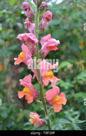 Snapdragon, Antirrhinum majus, Chantilly Bronze, F1 Hybride Stockfoto