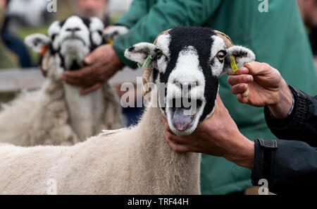 Swaledale Schaf ein Schaf Show im Tan Hill hielt, öffnete ihren Mund weit geöffnet. Stockfoto