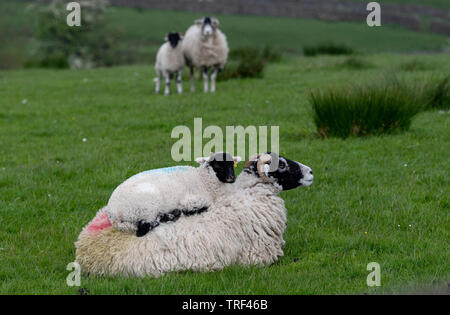 Swaledale Mutterschaf mit Lamm sitzend auf seinem Rücken. North Yorkshire, UK. Stockfoto