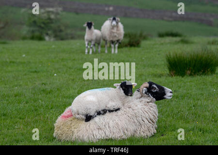 Swaledale Mutterschaf mit Lamm sitzend auf seinem Rücken. North Yorkshire, UK. Stockfoto