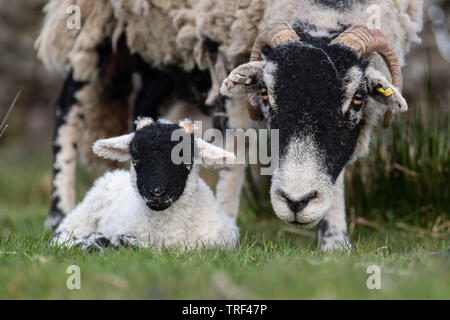 Neugeborene Swaledale Lamm von der Mutter bewacht, wie es auf dem Gras sitzt. North Yorkshire, UK. Stockfoto