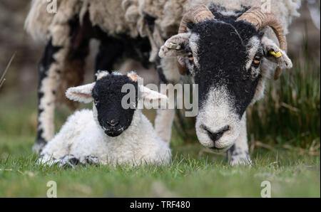 Neugeborene Swaledale Lamm von der Mutter bewacht, wie es auf dem Gras sitzt. North Yorkshire, UK. Stockfoto