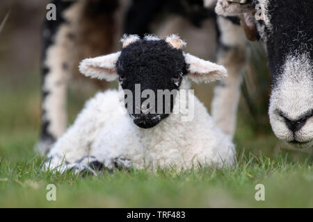 Neugeborene Swaledale Lamm von der Mutter bewacht, wie es auf dem Gras sitzt. North Yorkshire, UK. Stockfoto