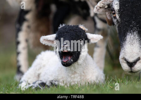 Junge swaledale Lamm setzte sich Gähnen. North Yorkshire, UK. Stockfoto