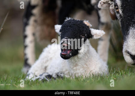 Junge swaledale Lamm setzte sich Gähnen. North Yorkshire, UK. Stockfoto