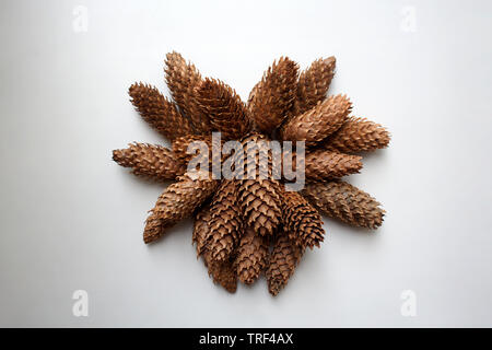 Conifer kegel Bündel auf weißem Hintergrund Stockfoto