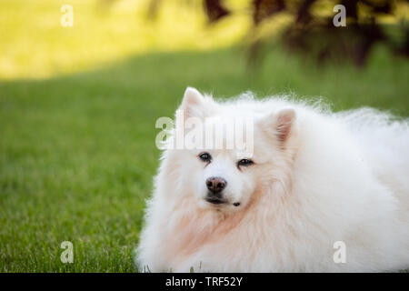 Ein Porträt eines American Eskimo Dog. Diese Hunde sind Mitglied der Familie Spitz, mit Ursprung in Deutschland. Stockfoto